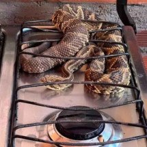 Morador encontra cobra cascavel no fogão de casa - Reprodução / Redes Sociais