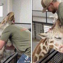 Girafa faz carinho em quiroprata que curou seu pescoço - Reprodução / Redes sociais