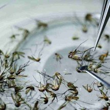 Chikungunya matou mais até agosto deste ano do que em todo 2023 -  Luis Robayo/AFP