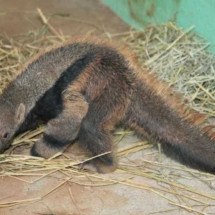 Público pode escolher nomes dos novos filhotes de tamanduá-bandeira do Zoo - Livia Ansaloni/PBH