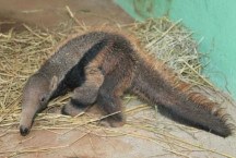 Público pode escolher nomes dos novos filhotes de tamanduá-bandeira do Zoo