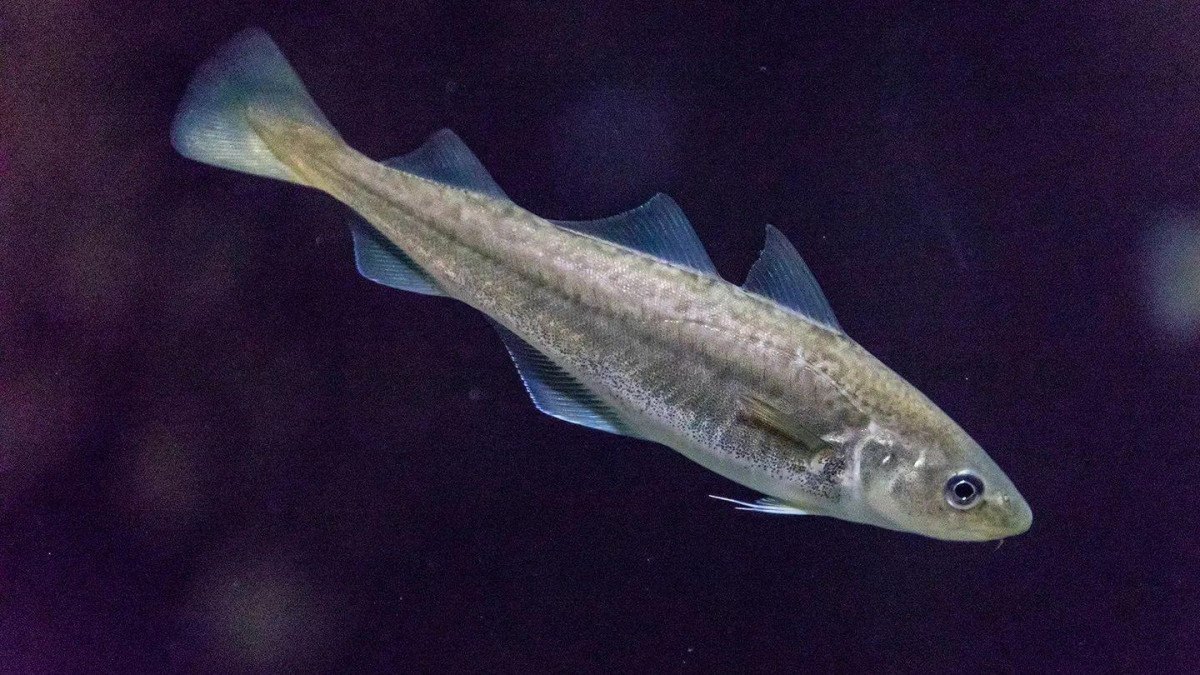 O misterioso mundo dos peixes que se comunicam por zumbidos e puns
