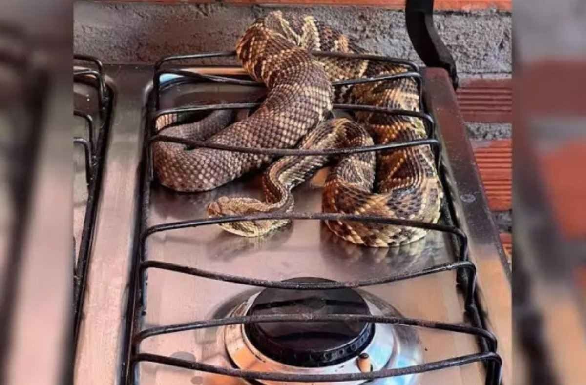 Morador encontra cobra cascavel no fogão de casa