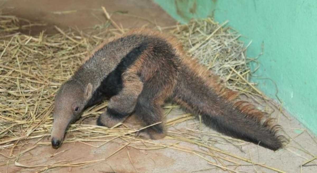 Público pode escolher nomes dos novos filhotes de tamanduá-bandeira do Zoo