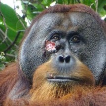Orangotango selvagem é visto usando planta para curar ferida - Armas