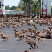 Macacos soltos pelas ruas ‘tocam o terror’ em cidade na Tailândia