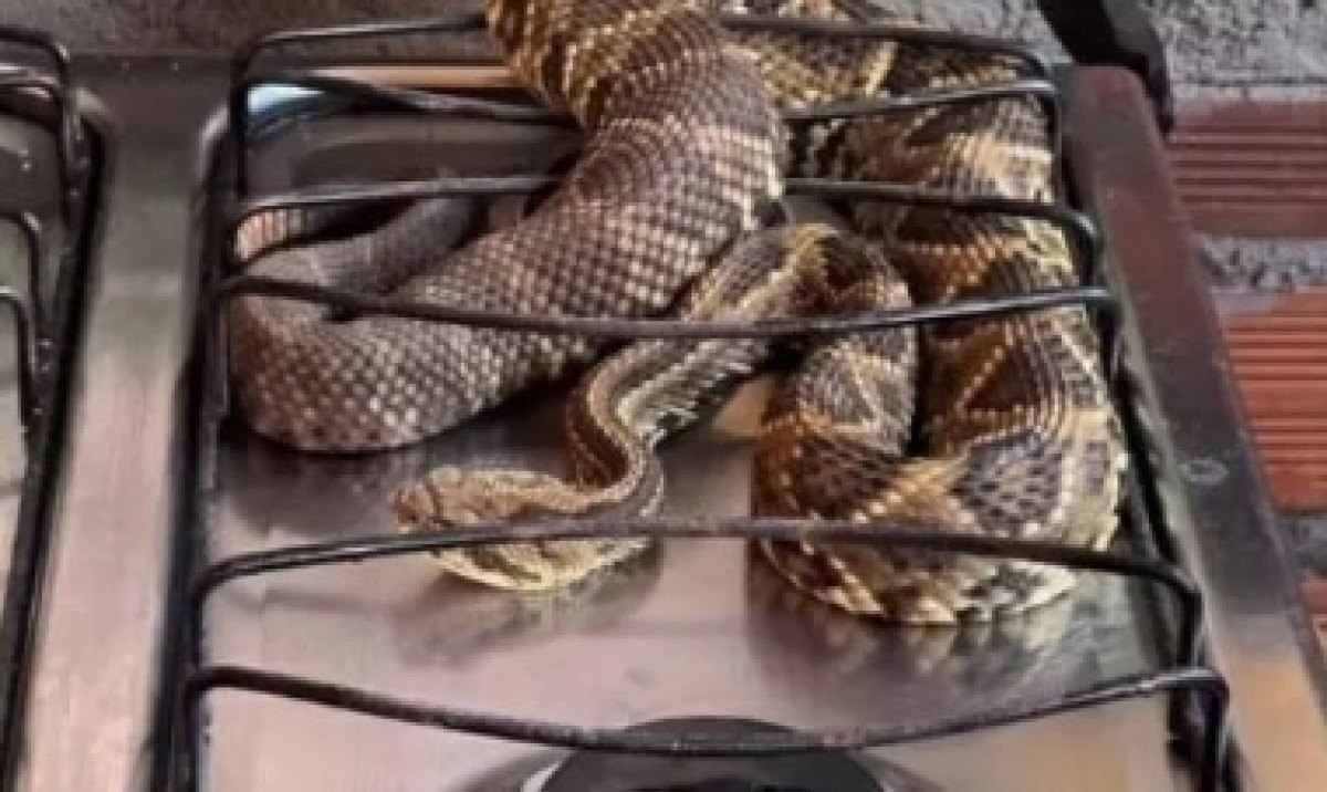 Homem encontra cobra cascavel em cima do fogão