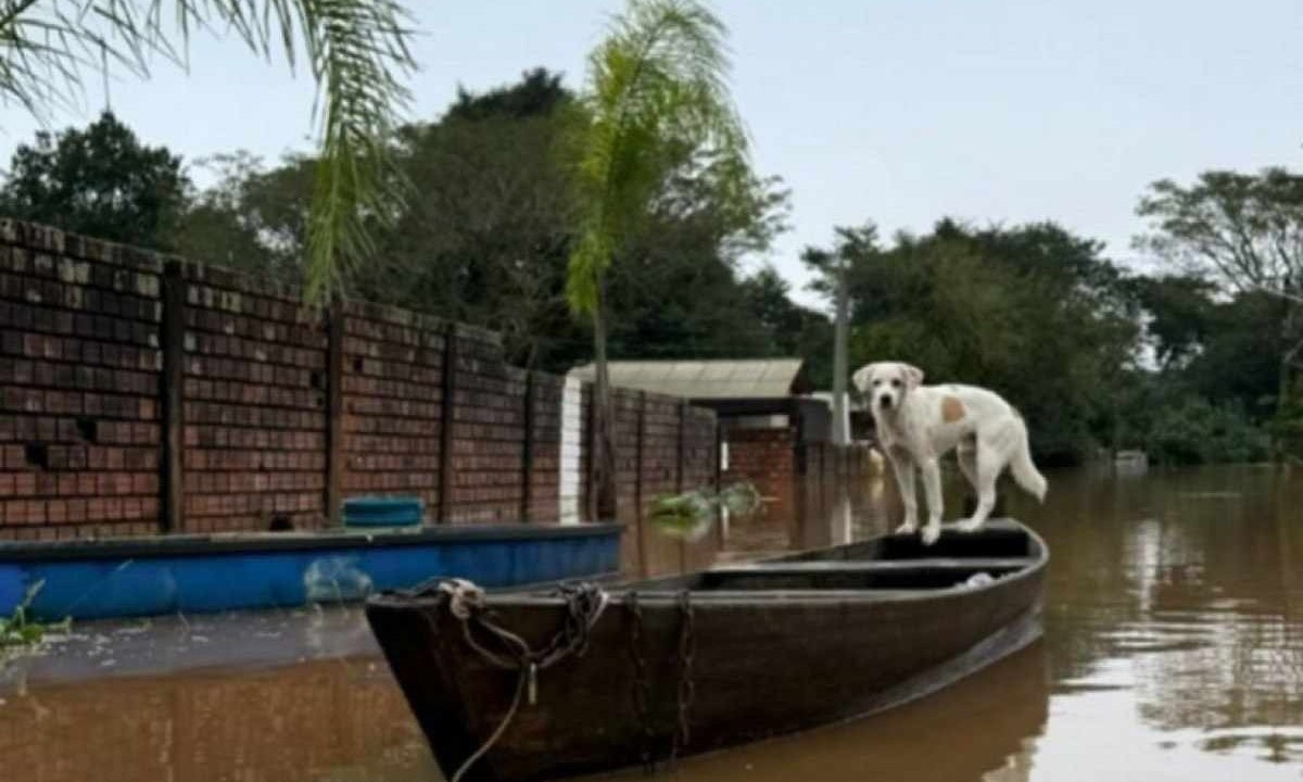 Além dos milhares de moradores gaúchos, as fortes chuvas no Rio Grande do Sul também impactam os animais -  (crédito: Reprodução/ONG Bom pra cachorro)