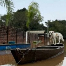 RS: ONG de Campo Bom resgata mais de 80 cachorros em meio a enchentes - Reprodução/ONG Bom pra cachorro
