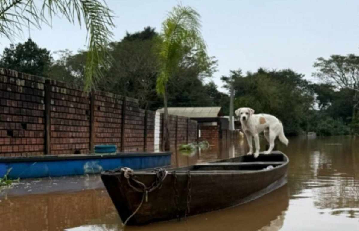 RS: ONG de Campo Bom resgata mais de 80 cachorros em meio a enchentes