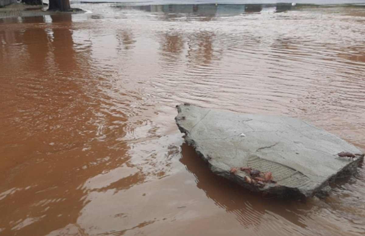 Após cheia do Guaíba, baratas invadem ruas de Porto Alegre