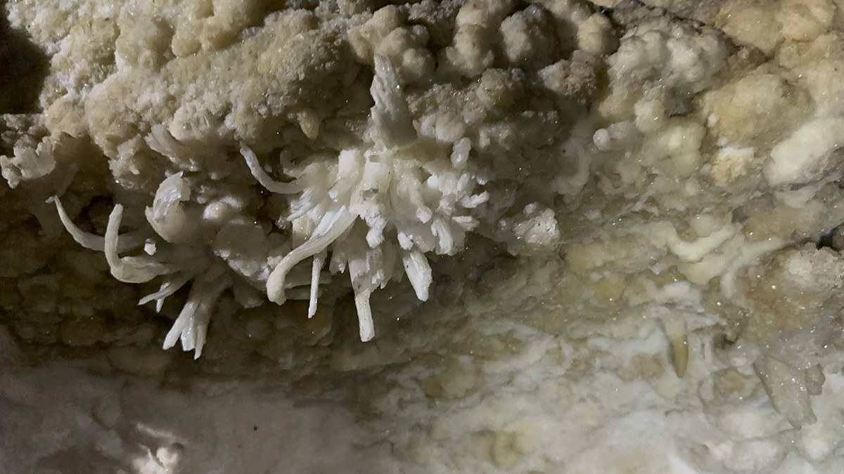 Flor de gipsita é um dos tesouros raríssimos vistos por Peter Lund e escondidos nos salões proibidos da Gruta de Maquiné Flor de gipsita é um dos tesouros raríssimos vistos por Peter Lund e escondidos nos salões proibidos da Gruta de Maquiné