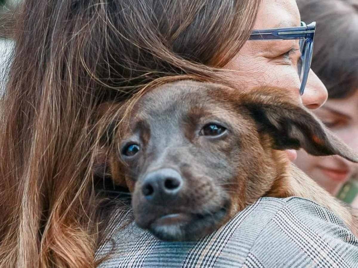 Janja adota vira-lata resgatada em Canoas (RS) e batiza animal de Esperança