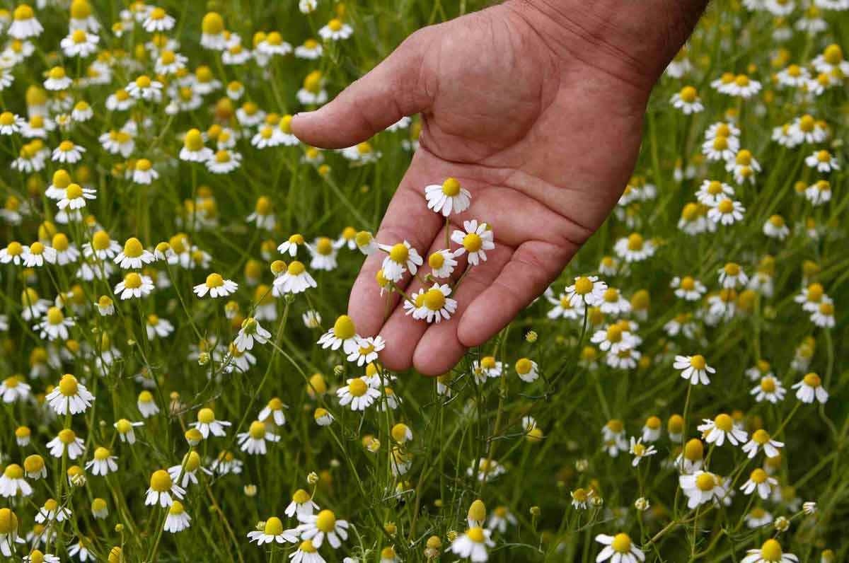 Produção de chás: o potencial de Minas além do café
