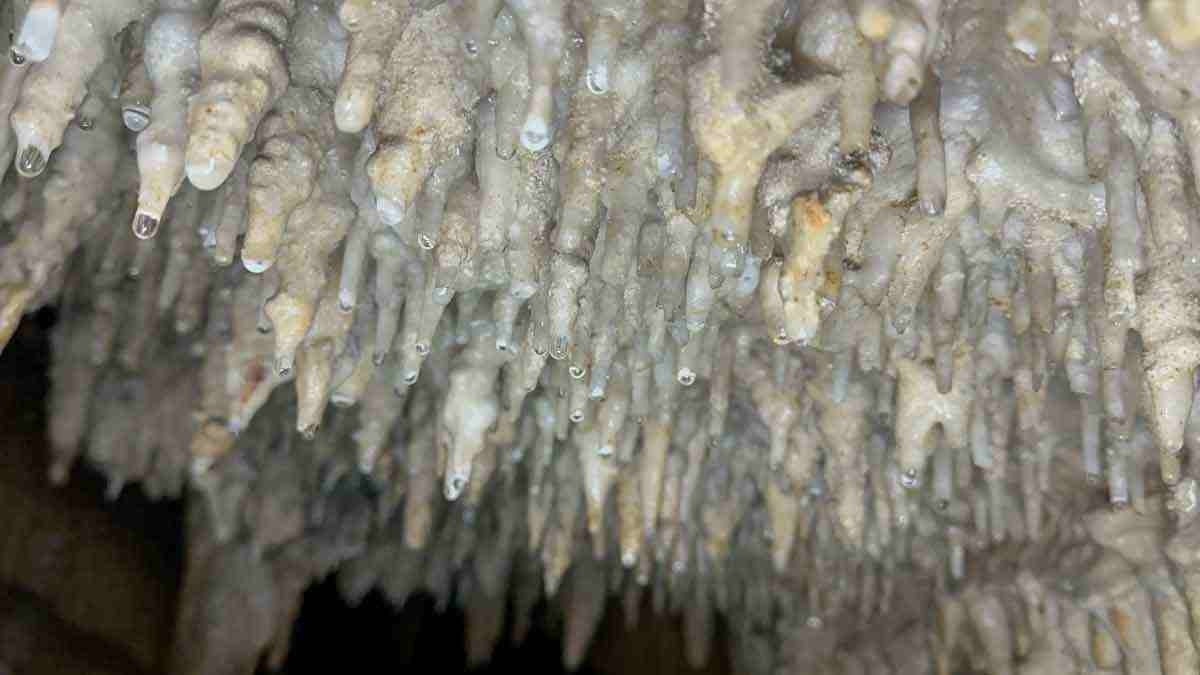 Sequências de estalactites dependuradas no teto da gruta: gotejamento contiuna  a esculpir a lapa