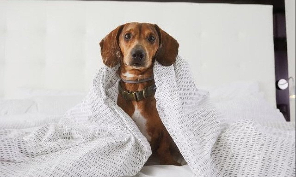 Meliá Hotels International lança Programa Pet Friendly -  (crédito: Uai Turismo)