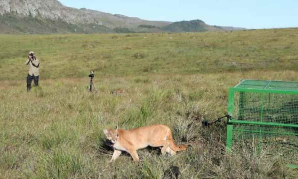 Onça-parda atropelada em rodovia de Minas Gerais é reinserida a natureza -  (crédito: Robson Santos/Sisema)