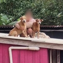 RS: mulher aguarda resgate de animais em telhado por 40 horas - Reprodução/Instagram @deisefalci