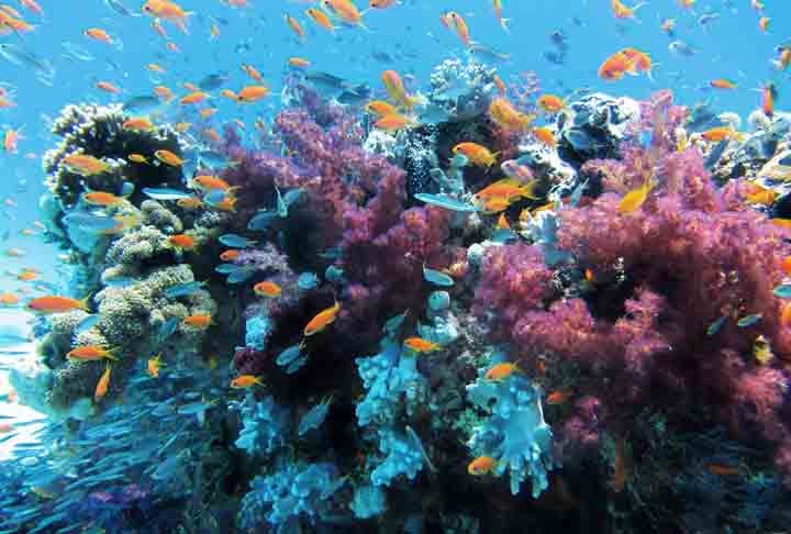 Uma pesquisa recente, publicada por cientistas do Brasil, Itália, Alemanha e dos Estados Unidos na Revista Nature, revelou que a costa brasileira abriga um dos maiores sistemas de corais do mundo! -  (crédito: Imagem de Lisa por Pixabay)
