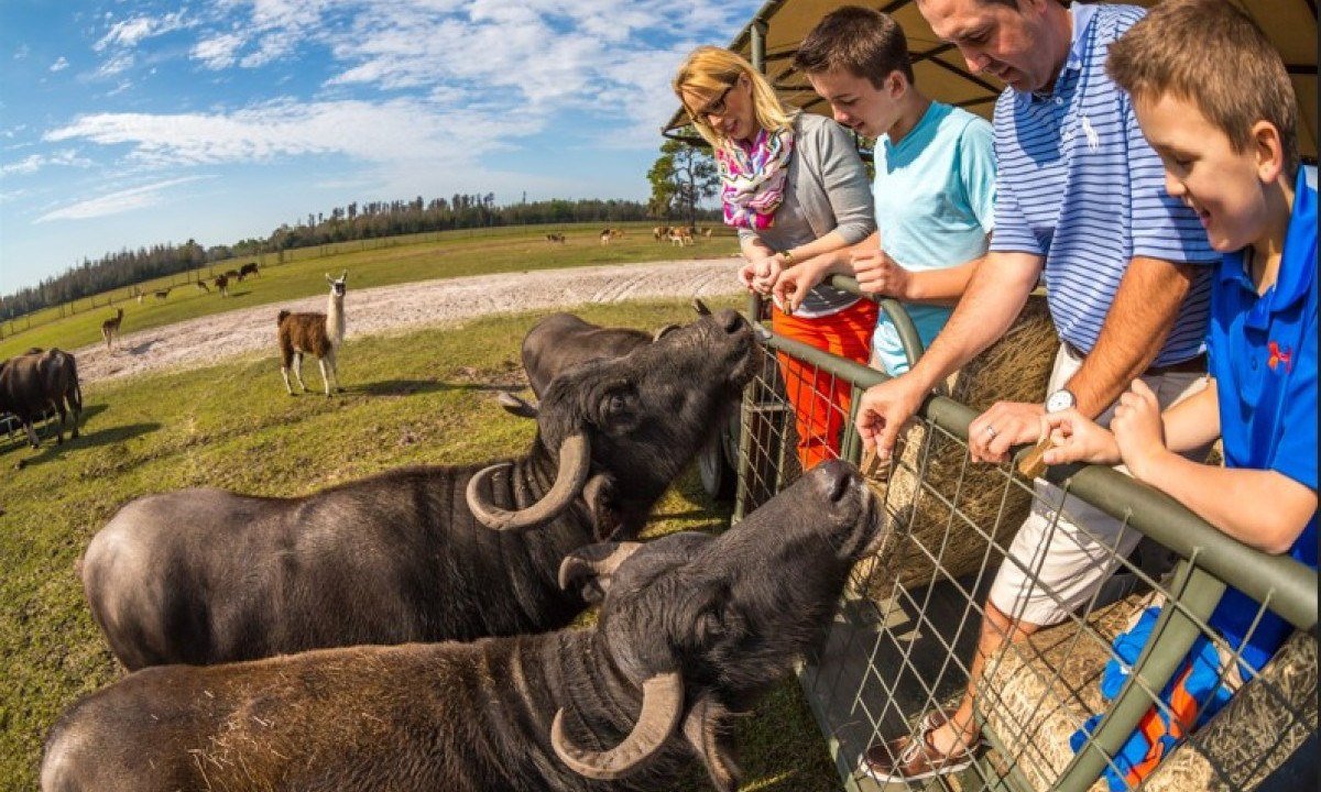 Safari Wilderness: aproveite uma autêntica experiência de safári na Flórida! -  (crédito: Uai Turismo)