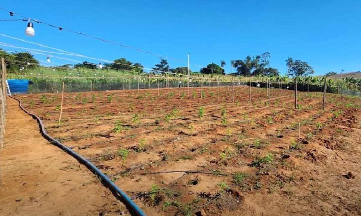 A maconha era cultivada a céu aberto, dentro de estufas e em vasos -  (crédito: Divulgação/PMMG)