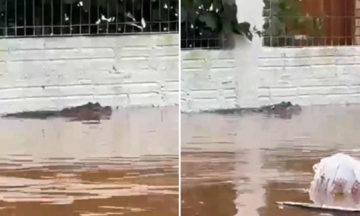 Jacaré nada em rua alagada de Porto Alegre (RS) -  (crédito: Reprodução/Redes sociais)