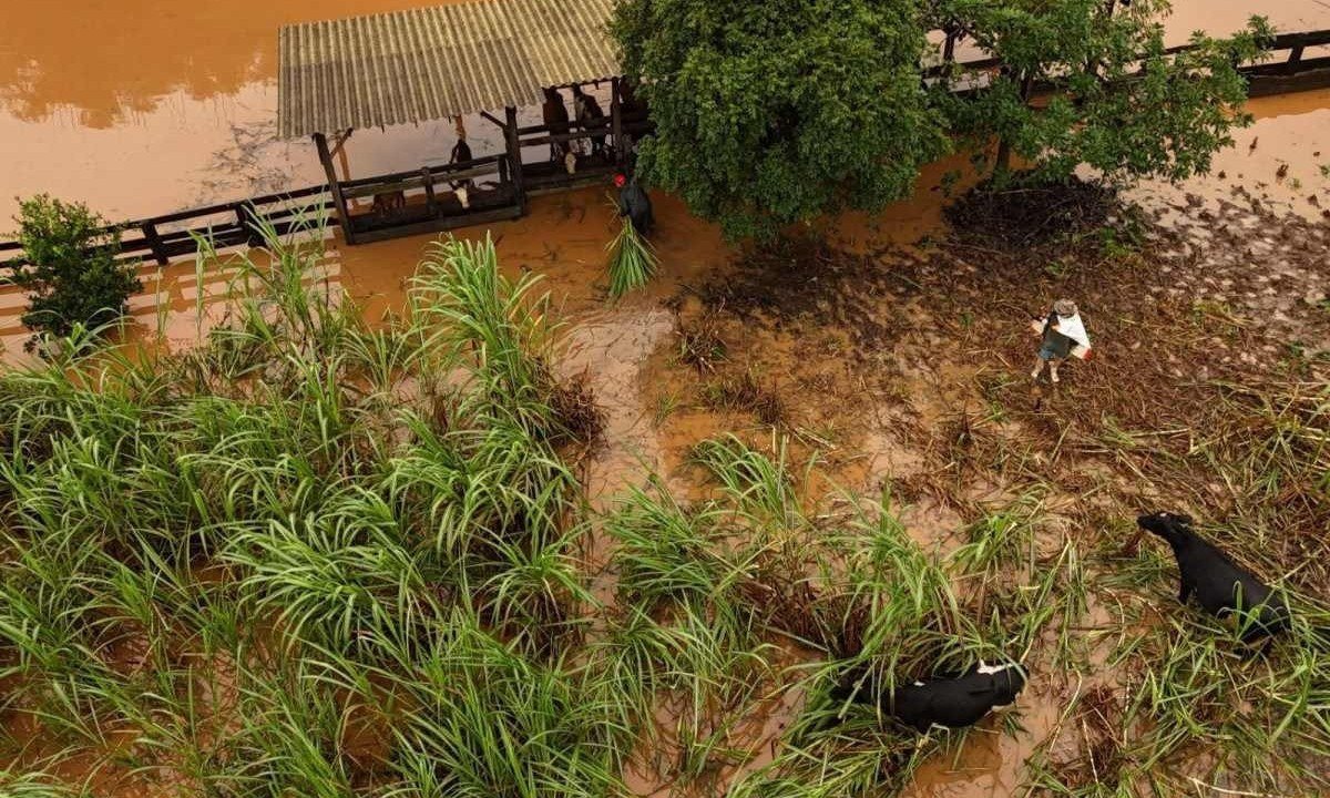 Gado fica ilhado durante enchentes no Rio Grande do Sul (RS) -  (crédito: CARLOS FABAL / AFP)