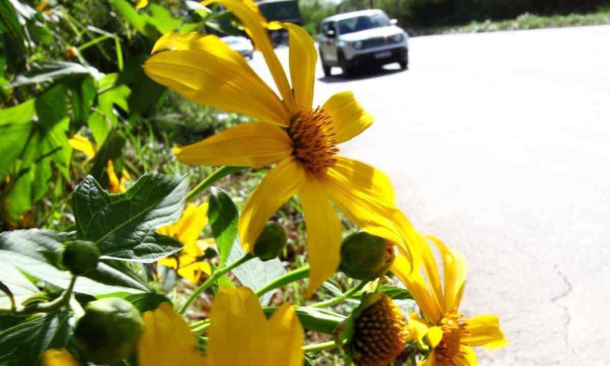 Flores amarelas contrastam com o azul do céu às margens da BR-381, atraindo a atenção e despertando recordações de quem passa pela rodovia  -  (crédito: MARCOS VIEIRA/EM/D.A PRESS)