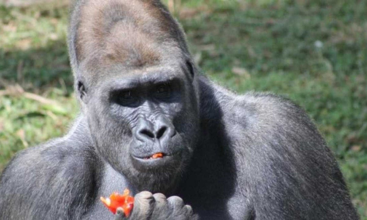 Gorilas serão transferidos do Zoo de BH -  (crédito: Suziane Brugnara/PBH)