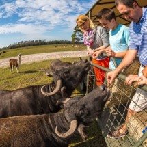 Safari Wilderness: aproveite uma autêntica experiência de safári na Flórida! - Uai Turismo