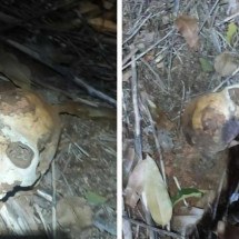 Crânio é encontrado em fazenda no Norte de Minas - CBMMG