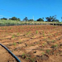 Duas mil mudas são apreendidas em fazenda de maconha em MG - Divulgação/PMMG