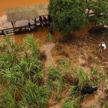 Moradores relatam morte e fugas de galinhas, porcos e gado em meio a chuvas no RS - CARLOS FABAL / AFP