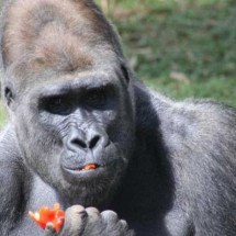 Zoológico de BH vai transferir gorilas para São Paulo - Suziane Brugnara/PBH