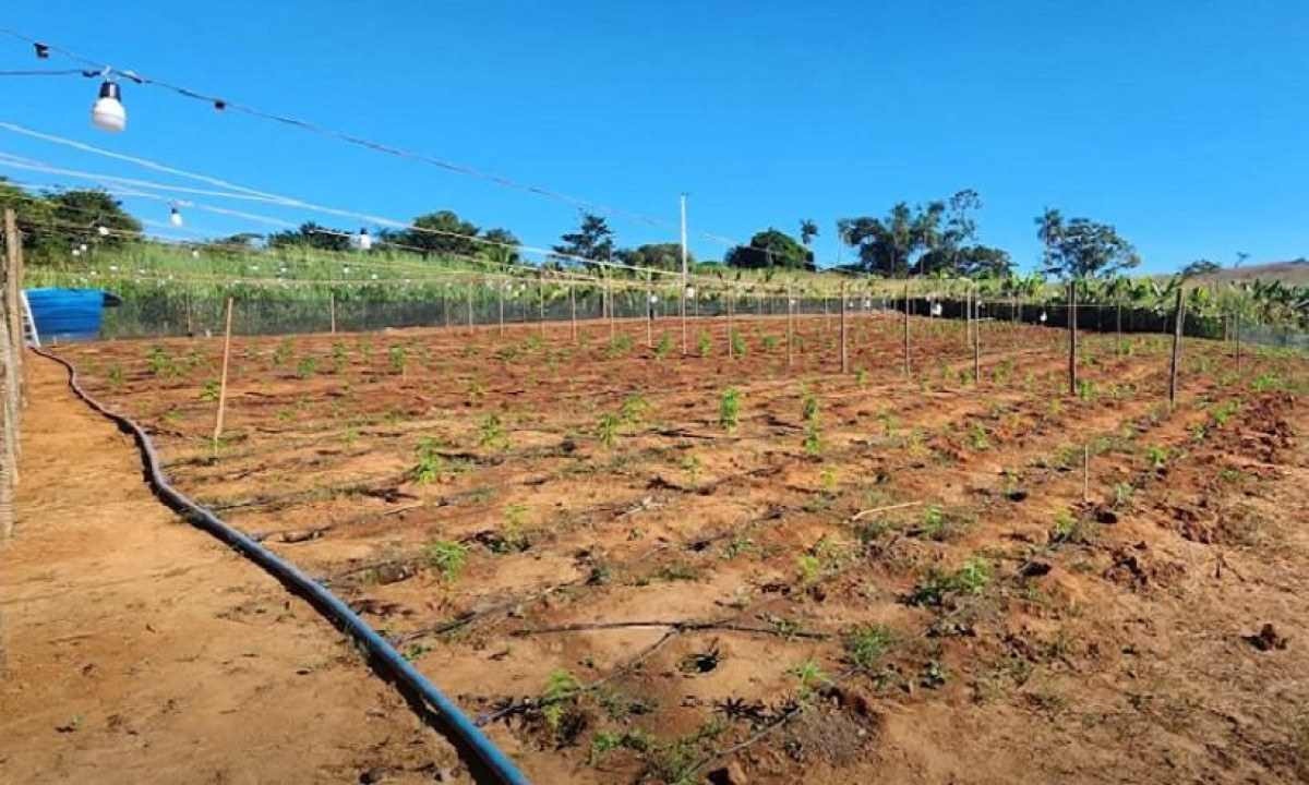 Duas mil mudas são apreendidas em fazenda de maconha em MG