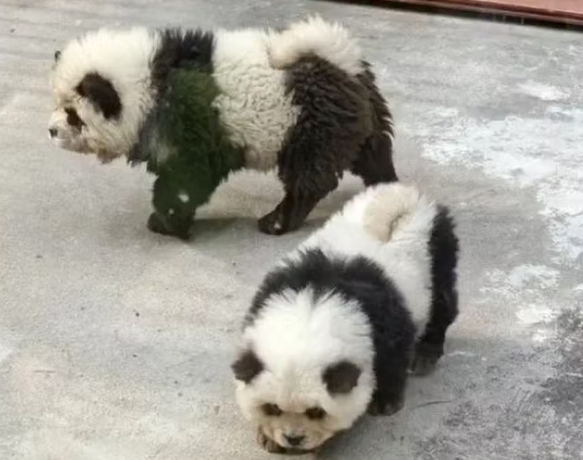Zoo na China pinta cachorros e diz que são pandas - Reprodução redes sociais