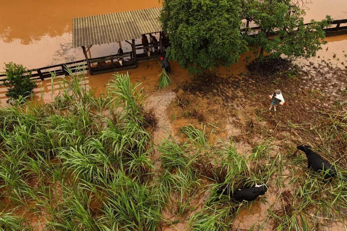 Moradores relatam morte e fugas de galinhas, porcos e gado em meio a chuvas no RS