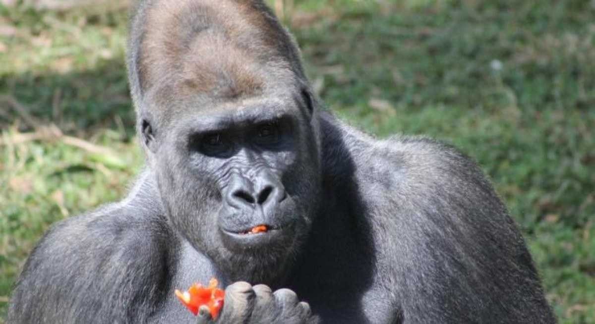 Zoológico de BH vai transferir gorilas para São Paulo