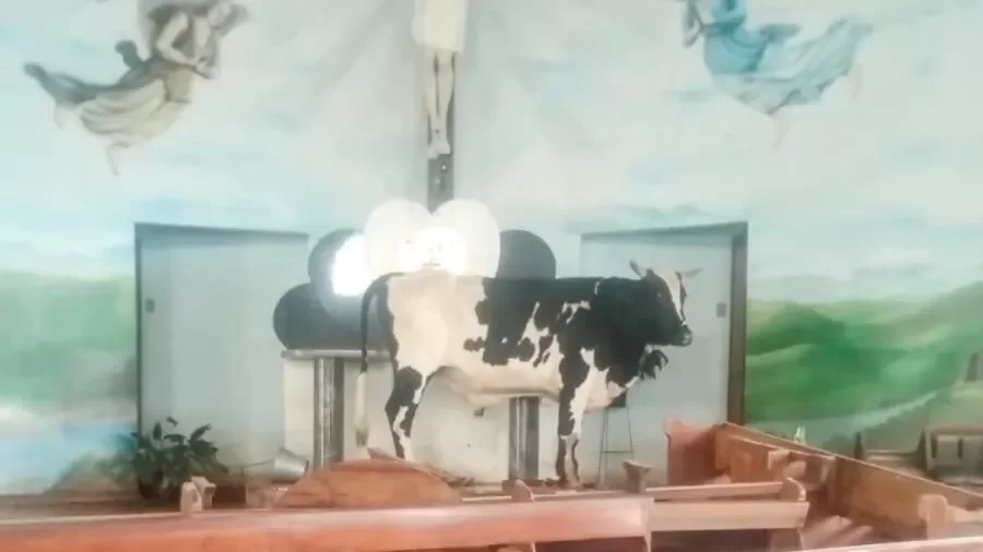 Animal se refugiou no altar da igreja em Taquari (RS) -  (crédito: Reprodução/Redes sociais)