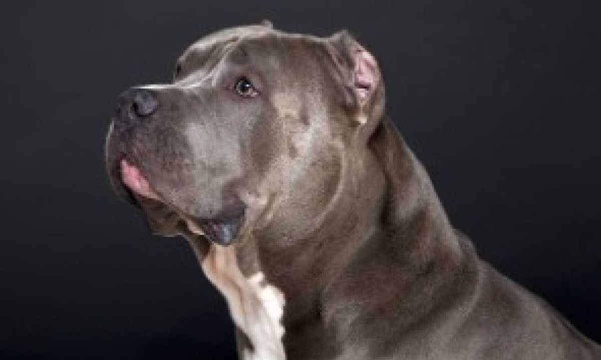 Cachorro da raça pitbull/Imagem ilustrativa -  (crédito: PIXABAY)