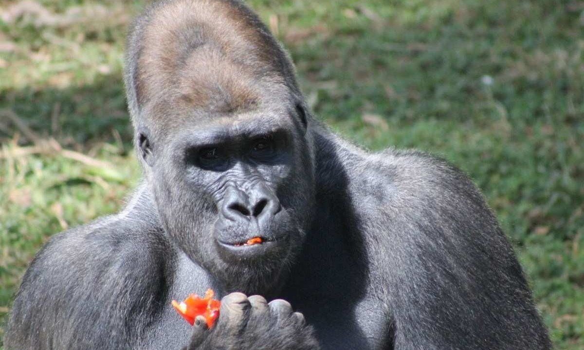 Gorila Leon, pai dos quatro filhotes nascidos no Zoo de BH, será transferido para uma instituição em São Paulo  -  (crédito: Suziane Brugnara/Divulgação)