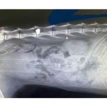 Gata é ferida com tiro de chumbinho e fica sem movimentos das patas em MG - HVU/Divulgação