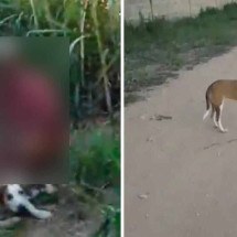 Polícia procura idoso que praticou zoofilia contra cadela no interior de MG - Redes Sociais/Divulgação