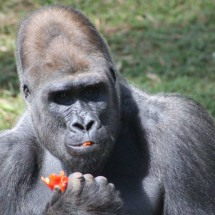Zoológico de BH perde gorilas, mas fêmeas vão ganhar companhia; saiba quem - Suziane Brugnara/Divulgação