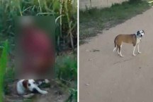 Polícia procura idoso que praticou zoofilia contra cadela no interior de MG