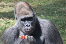 Zoológico de BH perde gorilas, mas fêmeas vão ganhar companhia; saiba quem