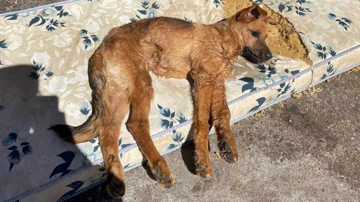 Mulher é presa por deixar cão doente e abandonado no Sul de Minas