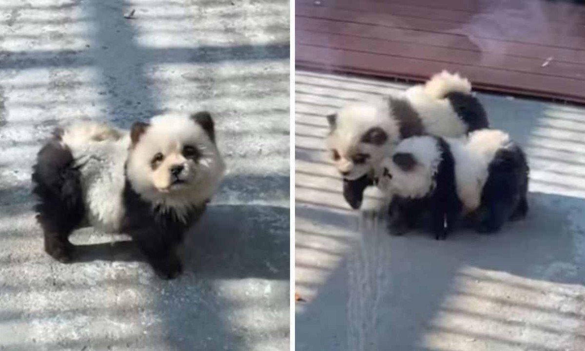 Cachorros Chow Chow foram pintados de preto e branco para se passarem por pandas -  (crédito: X/@shanghaidaily)