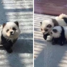 Cachorros viram pandas em zoológico na China - X/@shanghaidaily