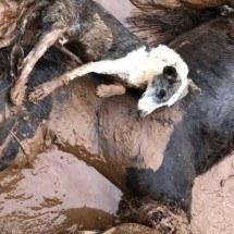 'Ainda há rebanhos inteiros debaixo d’água': o sofrimento dos animais em meio às inundações no Rio Grande do Sul - Diego Vara/Reuters